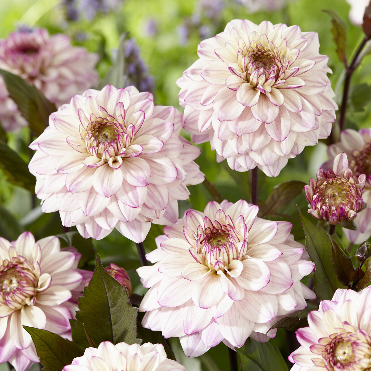 Dekorative Dahlien 'Flashback' - Bakker