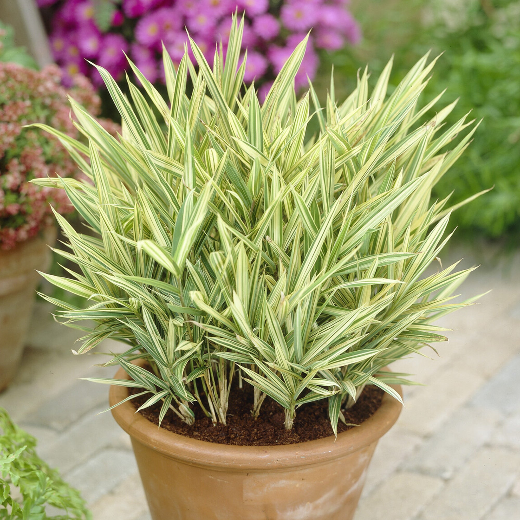 pleioblastus fortunei 'variegata' Buntlaubiger Zwergbambus