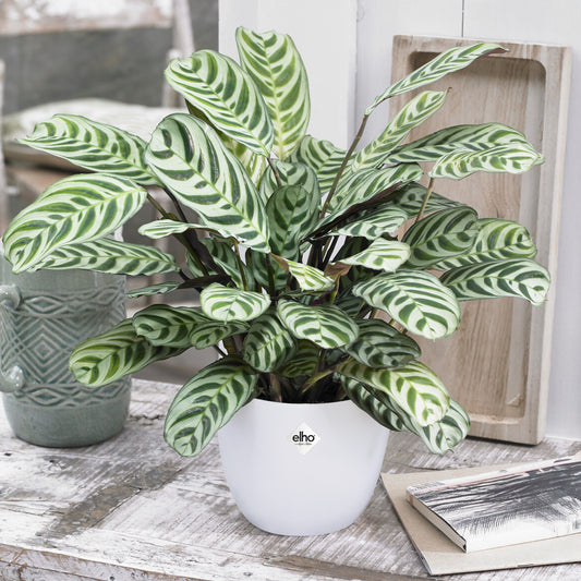 Korbmarante in weißem Blumentopf - Bakker