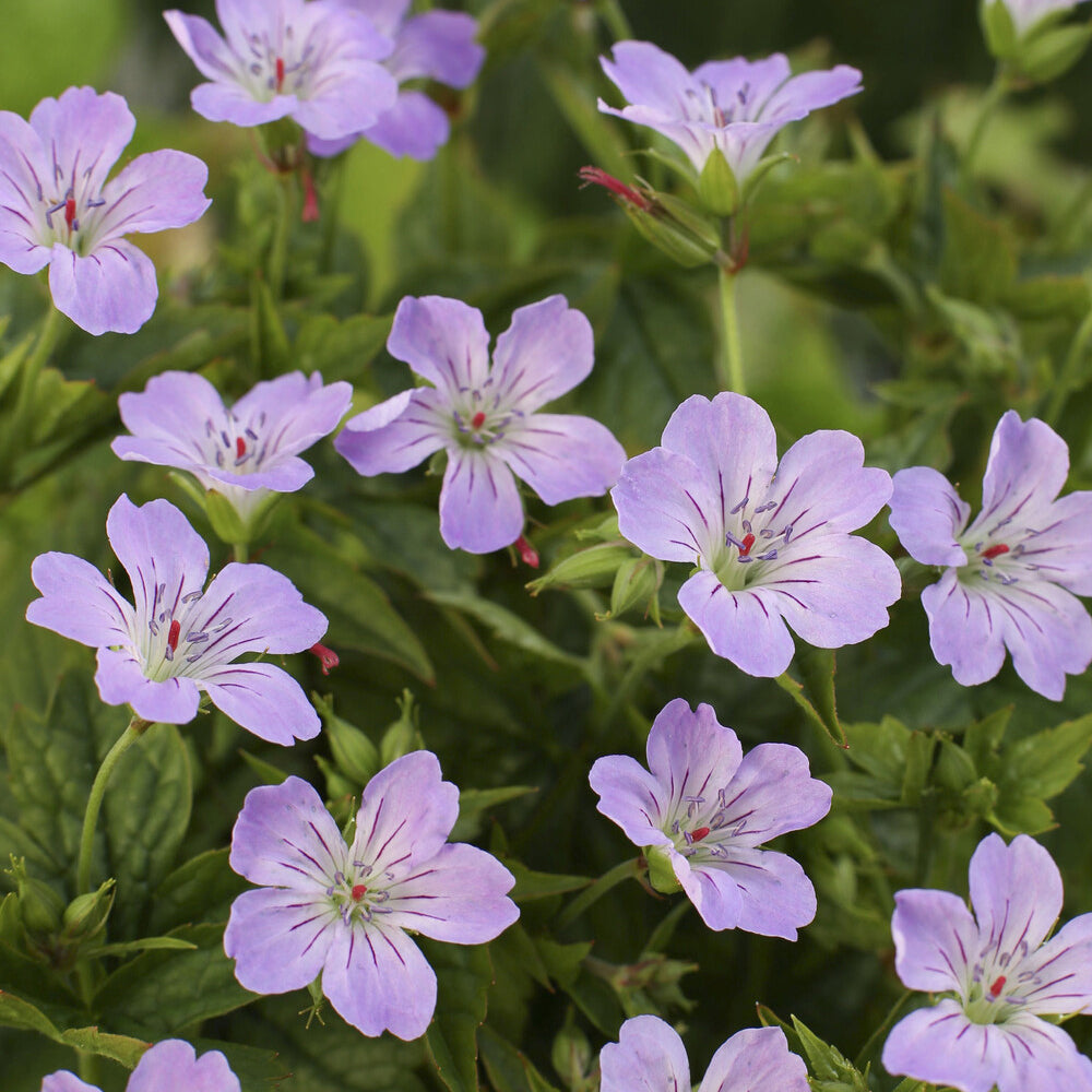 Knorrige Staudengeranie - Geranium nodosum