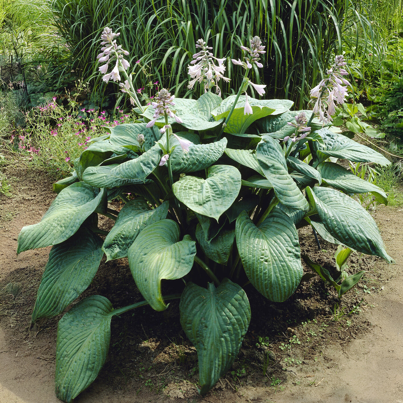 Funkie 'Blue Umbrellas' - Hosta blue umbrellas