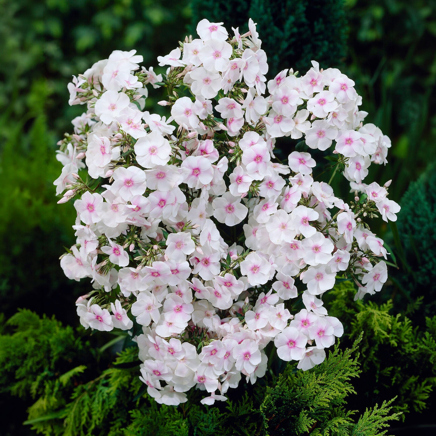 Flammenblume Miss Holland - Phlox paniculata miss holland