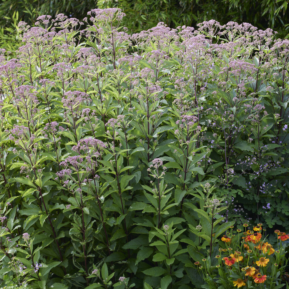 Verkauf Gewöhnlicher Wasserdost - Eupatorium cannabinum Plenum