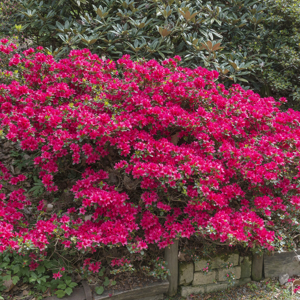 Japanische Azalee Hino Crimson - Azalea japonica Hino Crimson