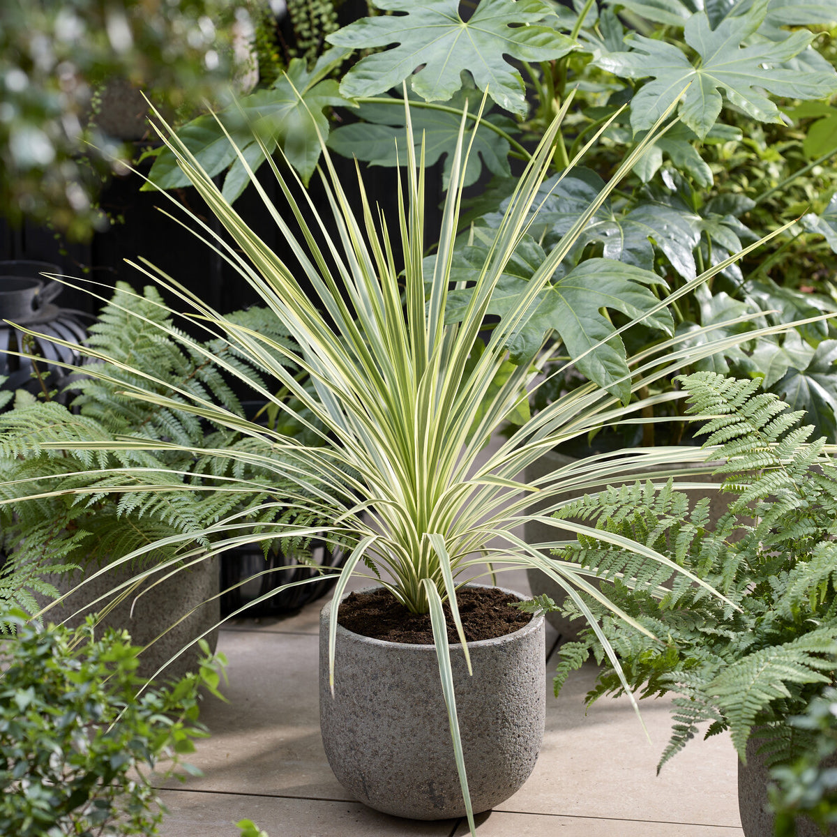 Australische Keulenlilie Lime Passion® - Cordyline australis Lime Passion® 