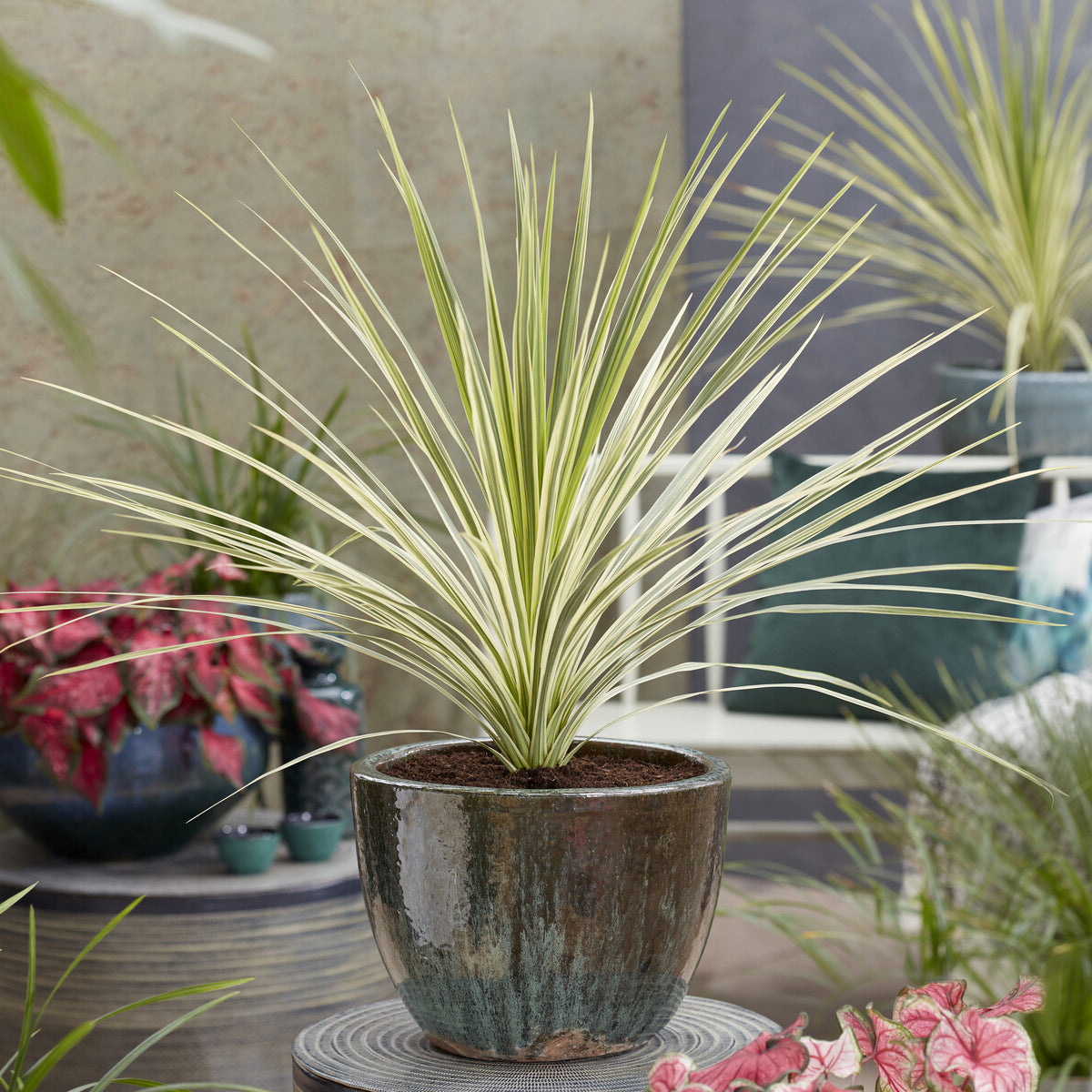 Australische Keulenlilie Lime Passion® - Cordyline australis Lime Passion® 