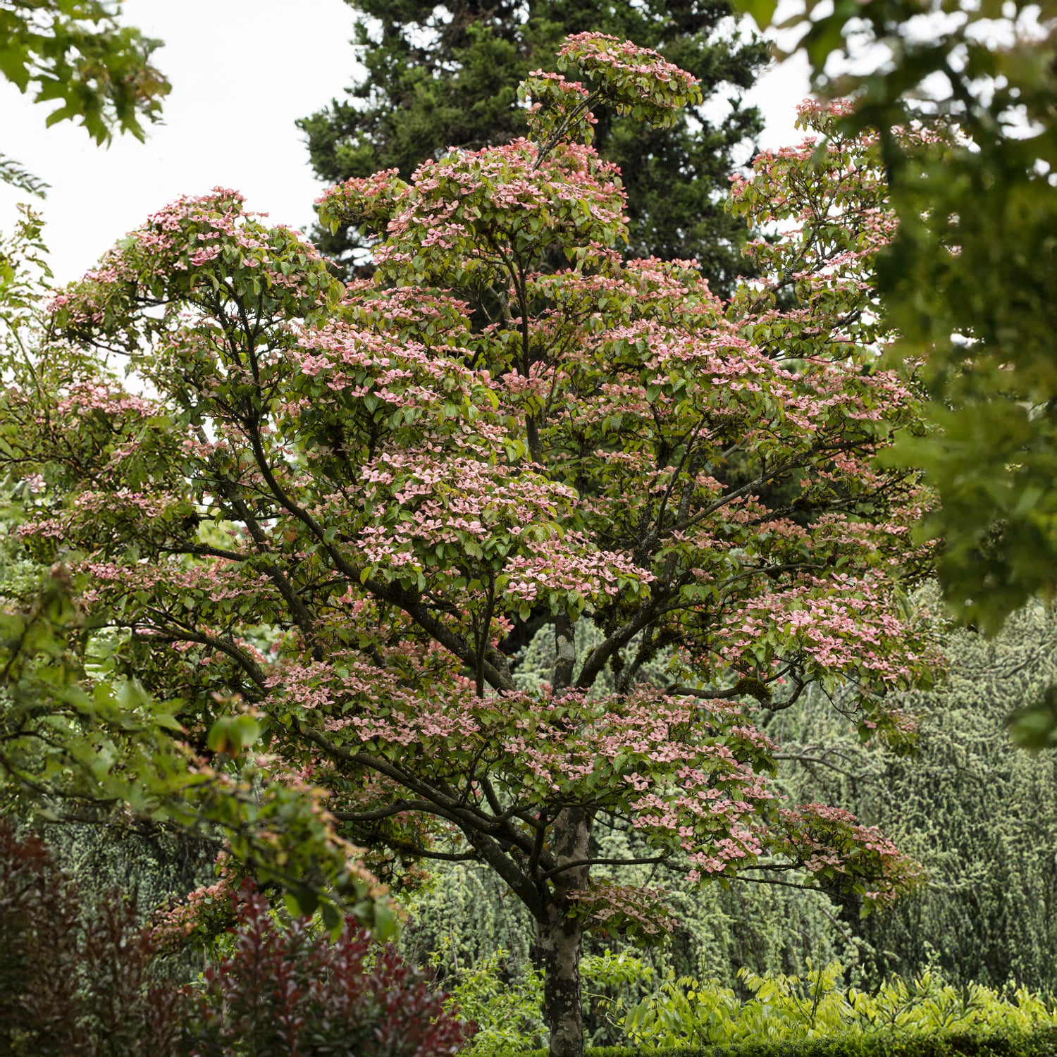 japanischer hartriegel düngen Japanischer Hartriegel Satomi - Cornus kousa Satomi