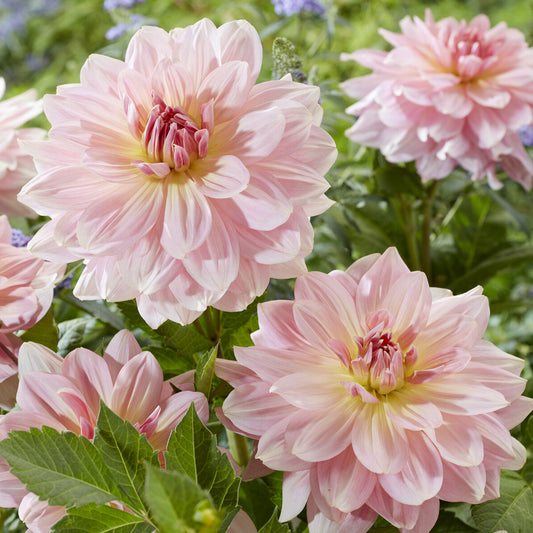 Riesen-Dahlie Fairway Pilot - Bakker