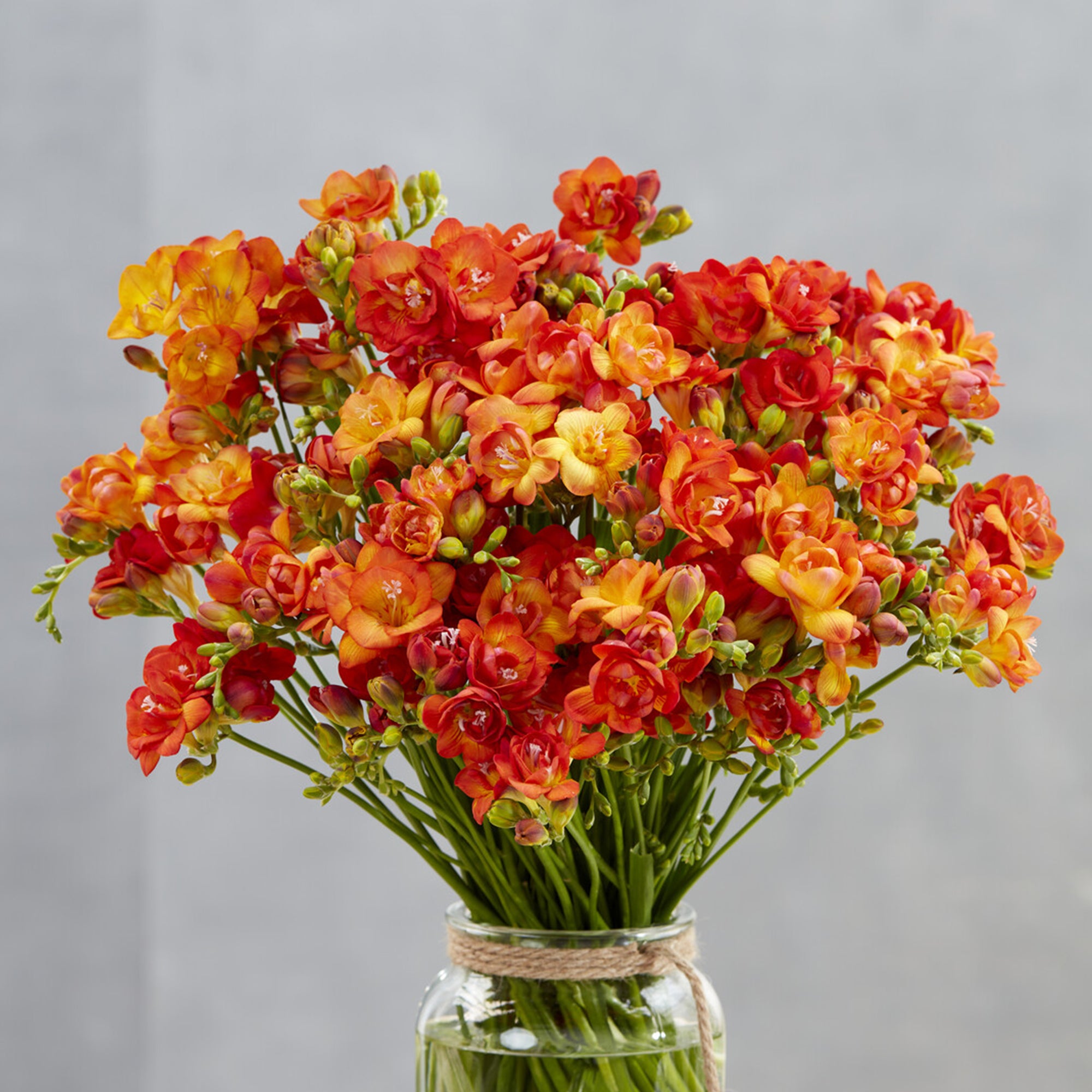 Blumenzwiebeln Gefüllte Freesien orange (x25) - Freesia Double Orange