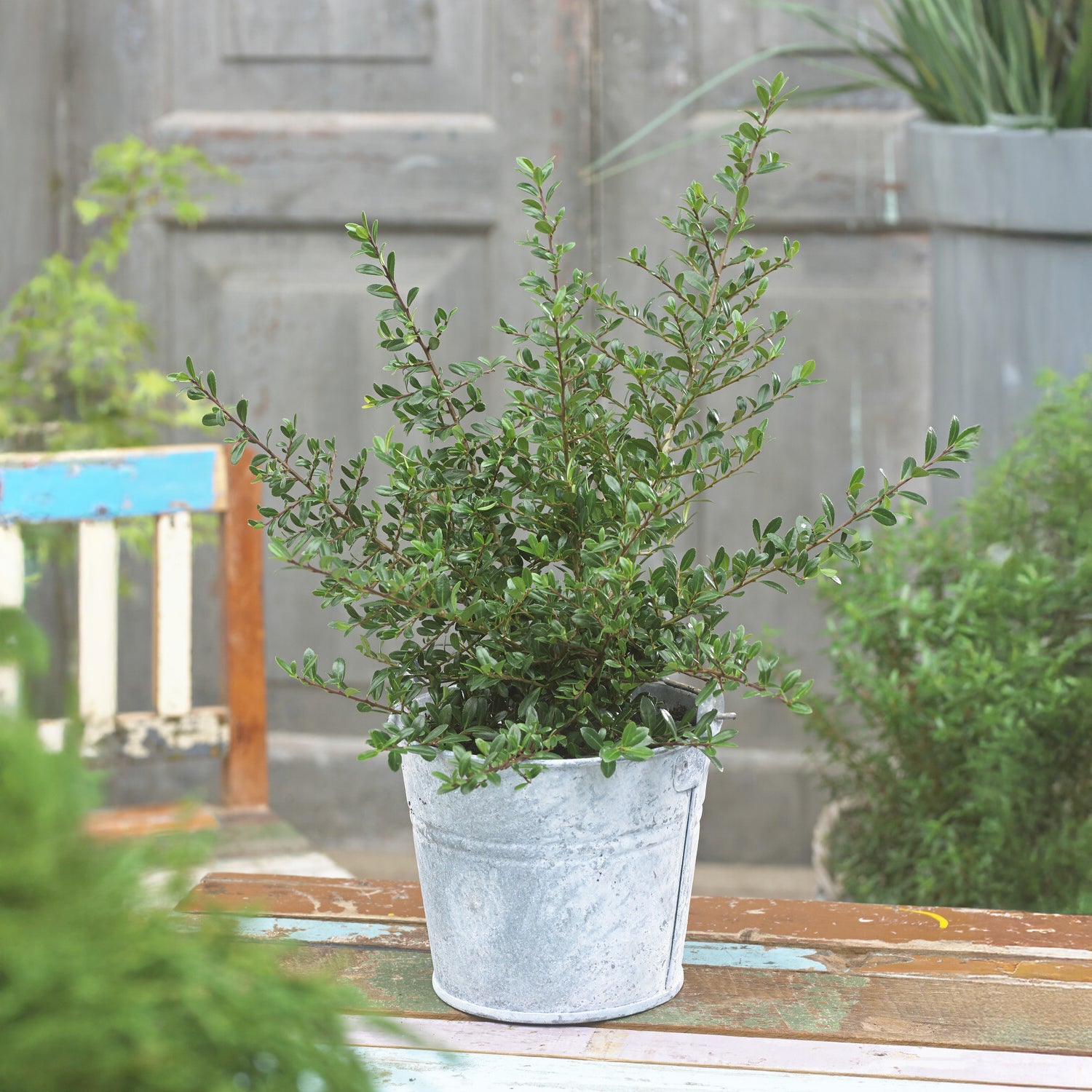 Zwerg-Stechpalme - Ilex crenata Stokes