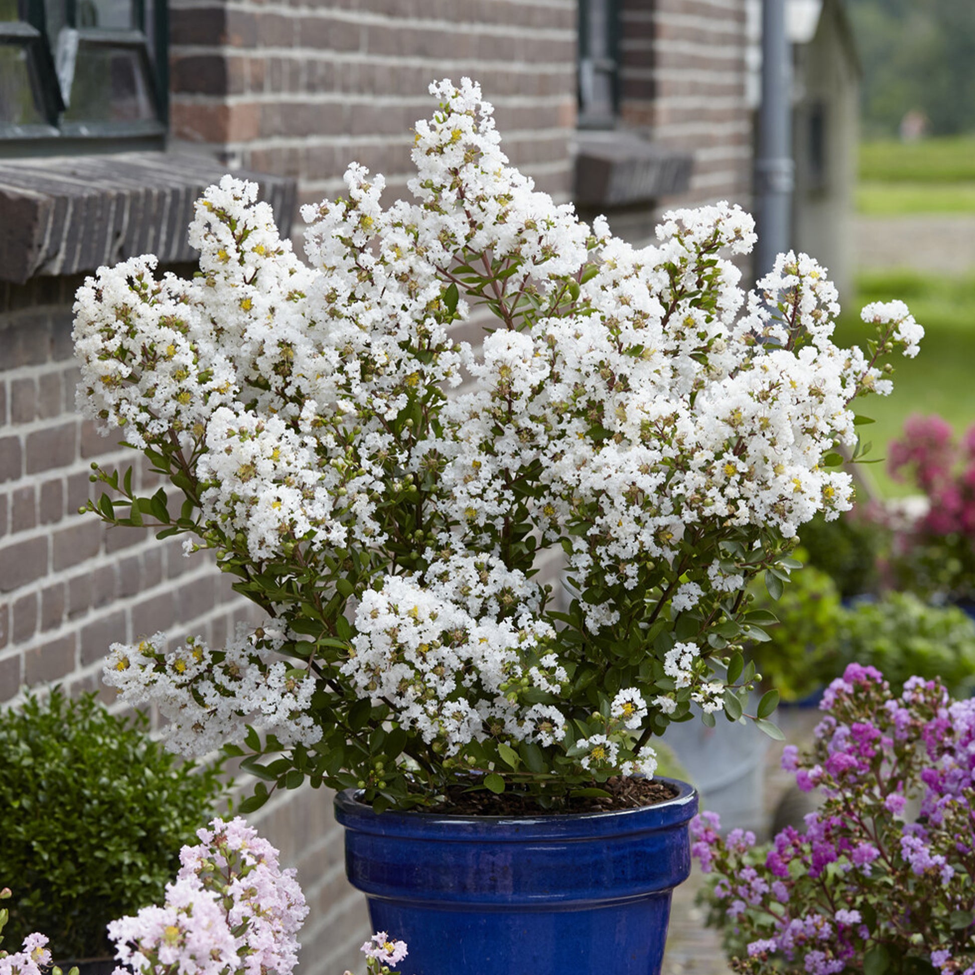 Lagerstroemia indica With Love® Virgin - Indischer Flieder With Love® Virgin - Indischer Flieder