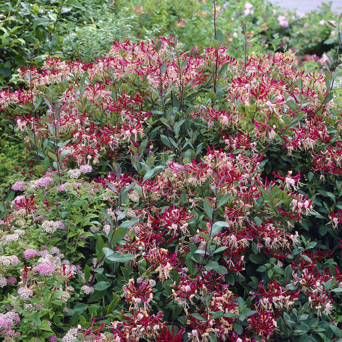 Wald-Geißblatt Belgica - Lonicera periclymenum Belgica