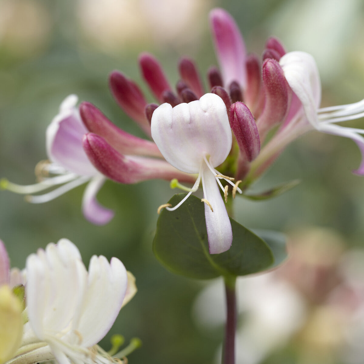 Wald-Geißblatt Belgica - Lonicera periclymenum Belgica