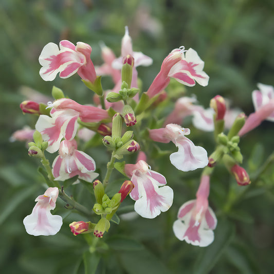 Strauch-Salbei Belle de Loire® Barsabel - Bakker