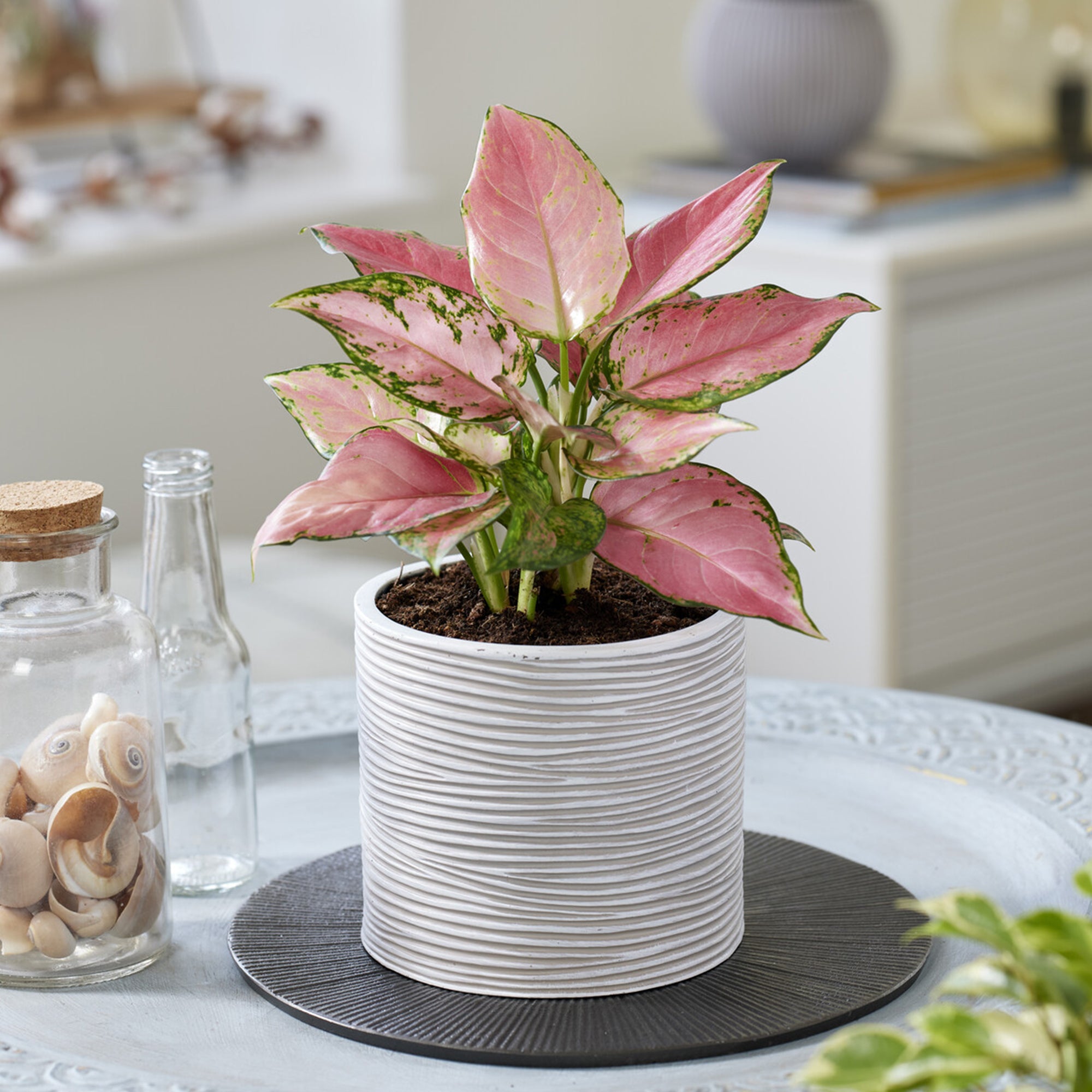 aglaonema pink moon kaufen Aglaonema 'Pink Star' - Aglaonema Pink Star