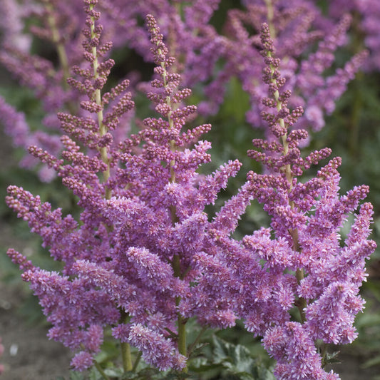 Astilbe Little Visions in Purple®. - Bakker