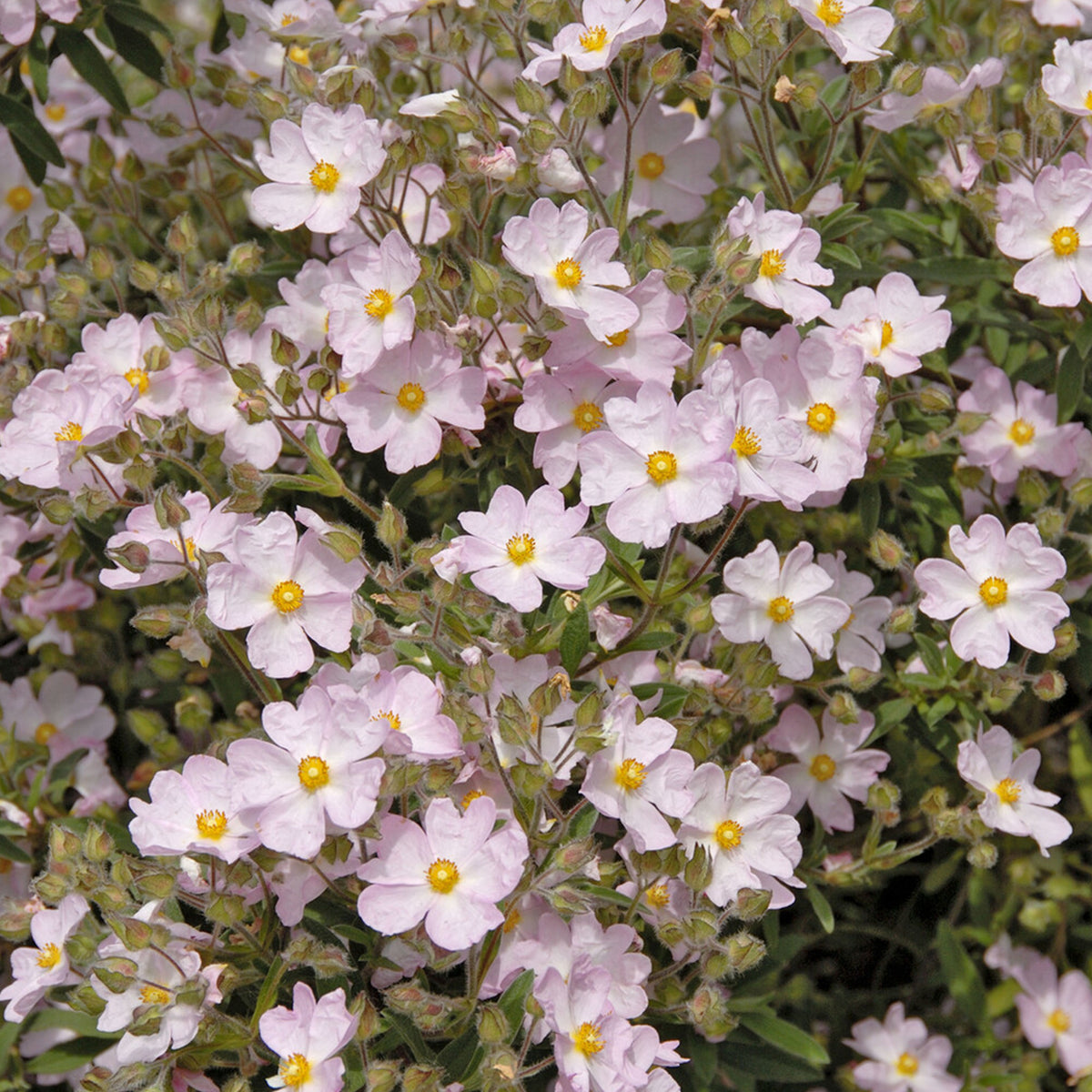 Zistrose Silver Pink - Bakker