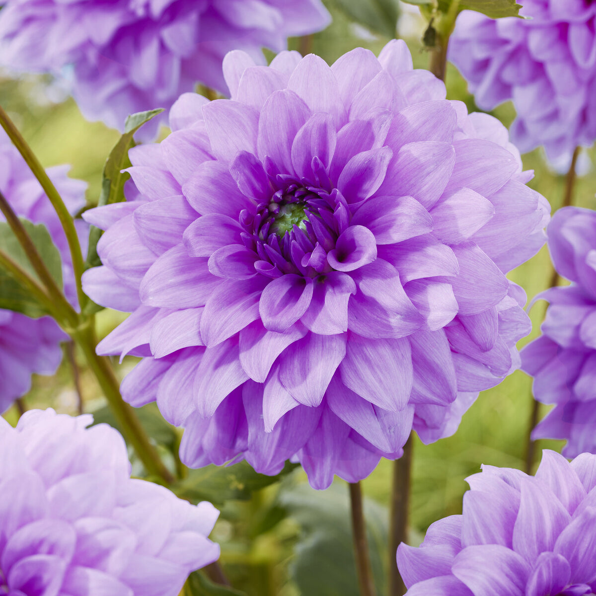 Blumenzwiebeln Dekorative Dahlien Blue Boy (x3) - Dahlia Blue Boy
