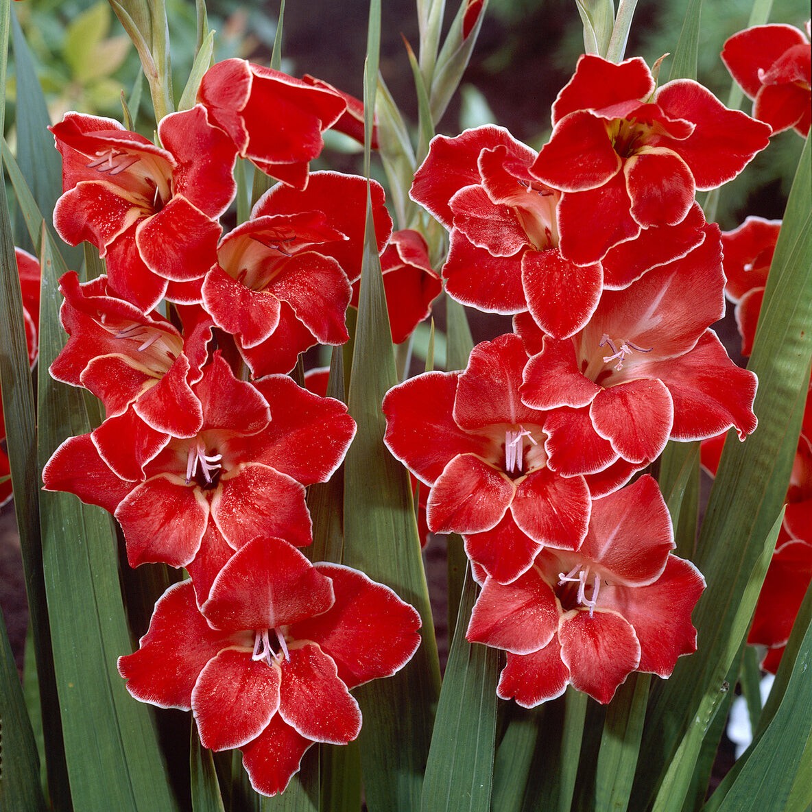 Blumenzwiebeln Gladiolen 'Atom' (x15) - Gladiolus primulinus Atom