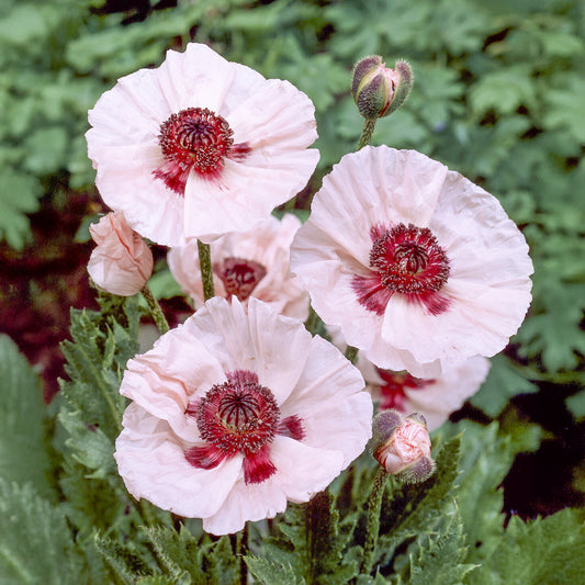 Orientalischer Mohn Karin - Bakker