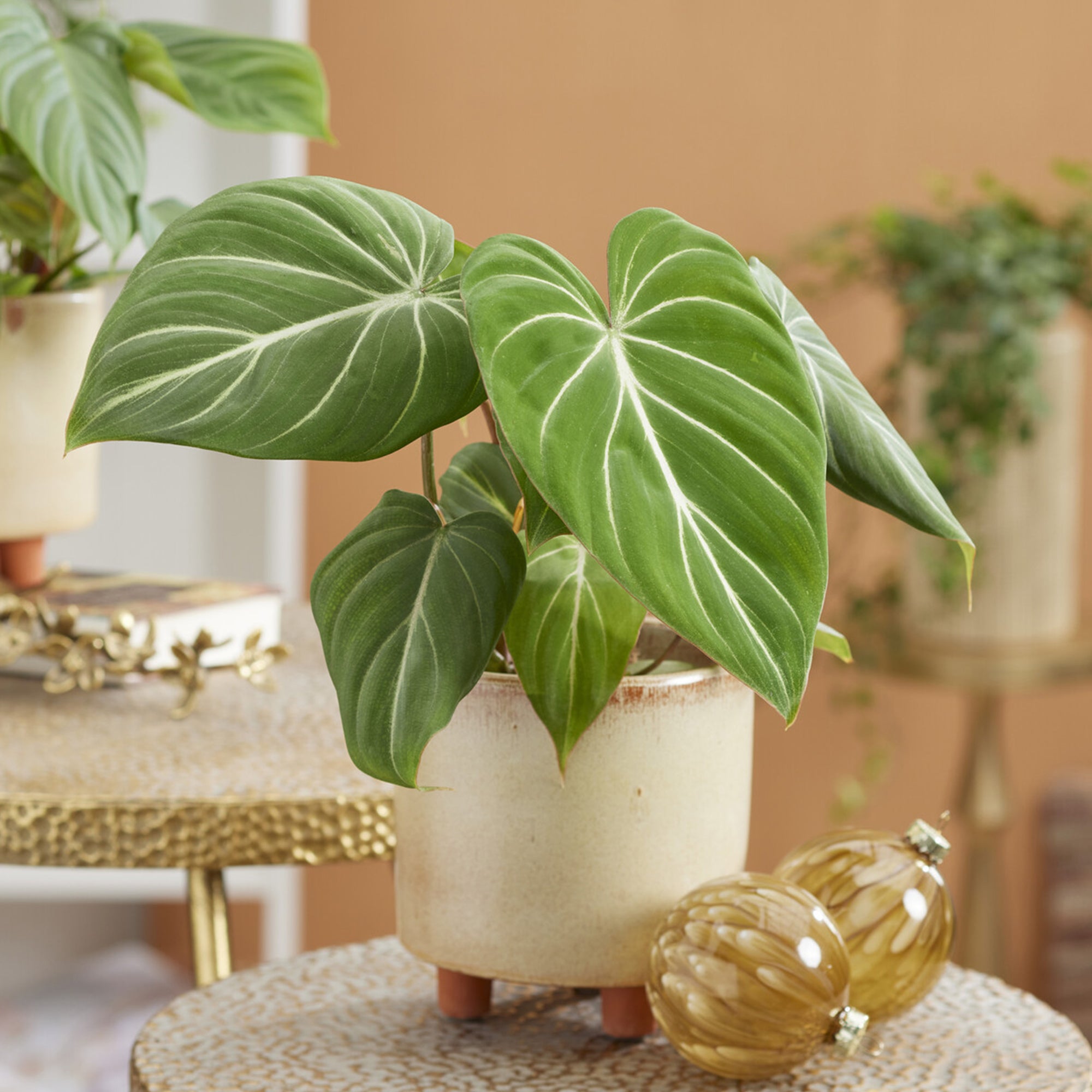 Philodendron Gloriosum - Philodendron Gloriosum
