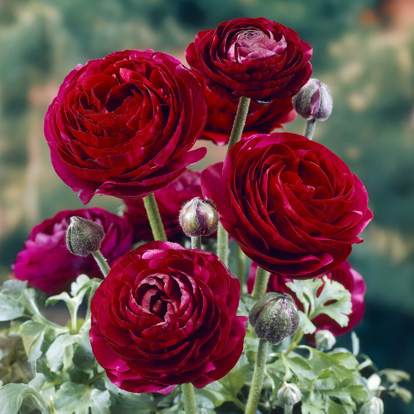 Blumenzwiebeln Asiatische Ranunkeln 'Pauline Violet' (x10) - Ranunculus  Pauline Violet