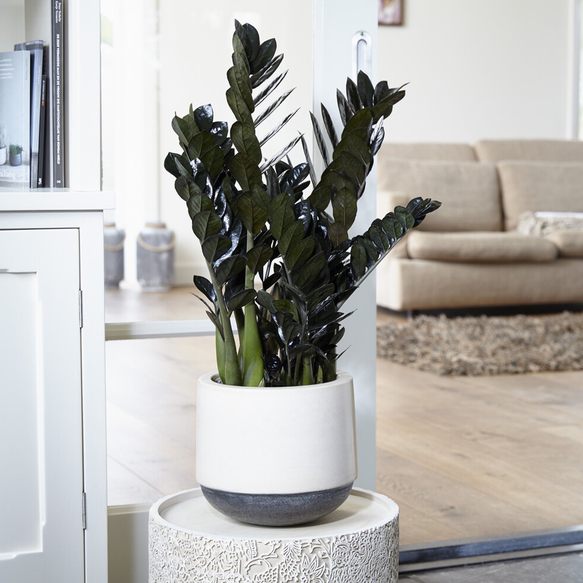Zamioculcas zamiifolia 'Raven'. - Zamioculcas zamiifolia Raven - Bakker