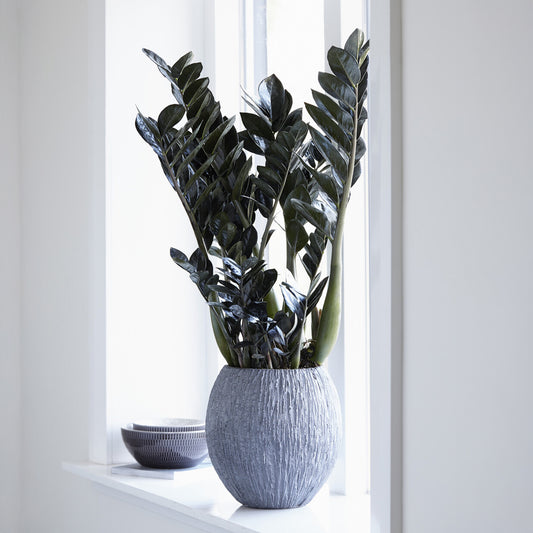Zamioculcas zamiifolia 'Raven'. - Bakker