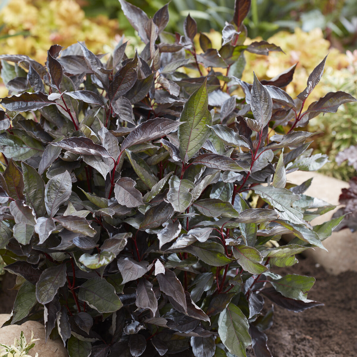 Hartriegel 'Nightfall' ® - Cornus alba Nightfall® - Bakker