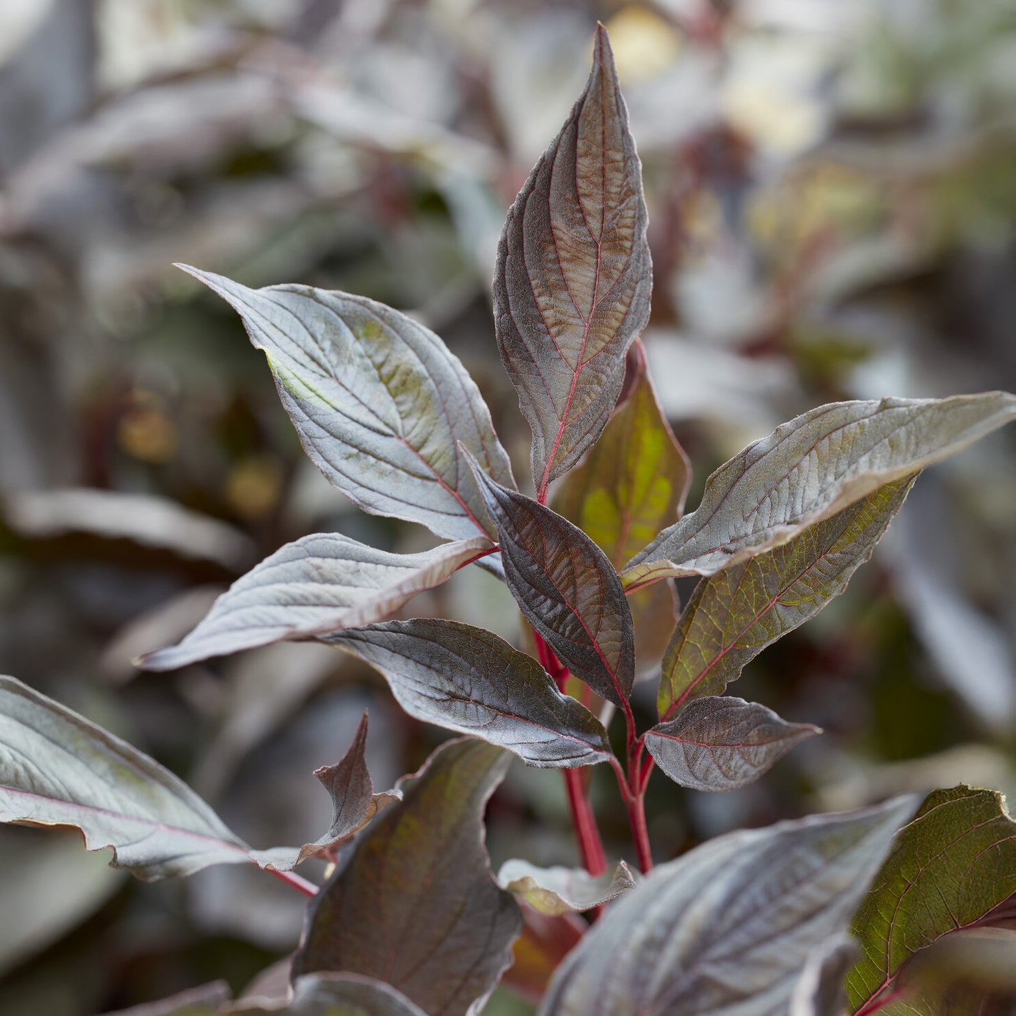 Hartriegel 'Nightfall' ® - Bakker