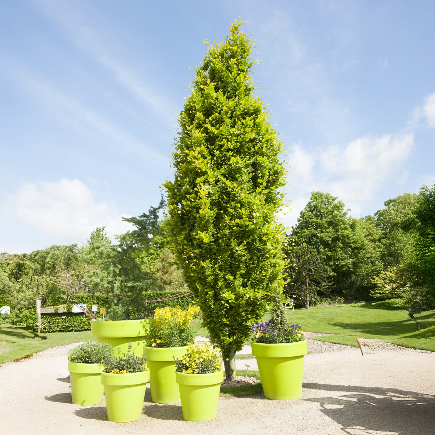 Säulenbuche 'Dawyck Gold' - Fagus sylvatica Dawyck Gold