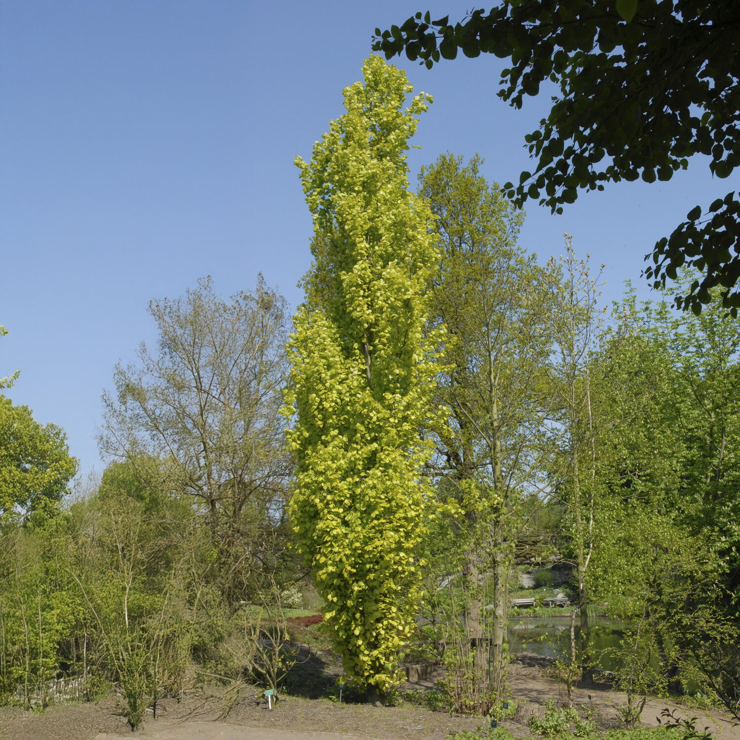 Säulenbuche 'Dawyck Gold' - Fagus sylvatica Dawyck Gold