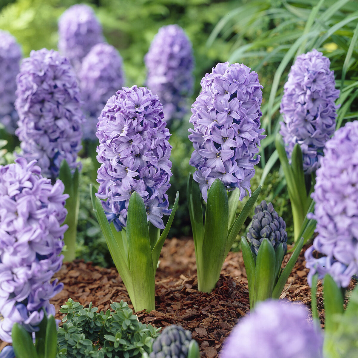 Hyacinthus orientalis Delft Blue - Hyazinth Delft Blue - Hyazinthen-Zwiebeln