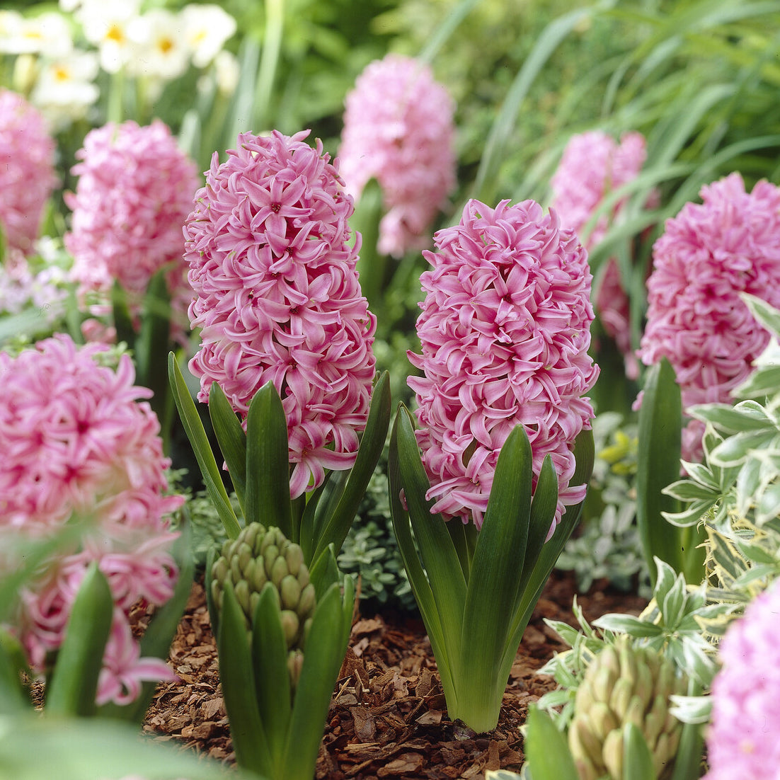 Hyacinthus orientalis Pink Pearl - Hyazinthe Pink Pearl - Hyazinthen-Zwiebeln