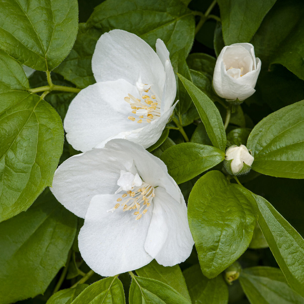 Gartenjasmin 'Natchez' - Bakker