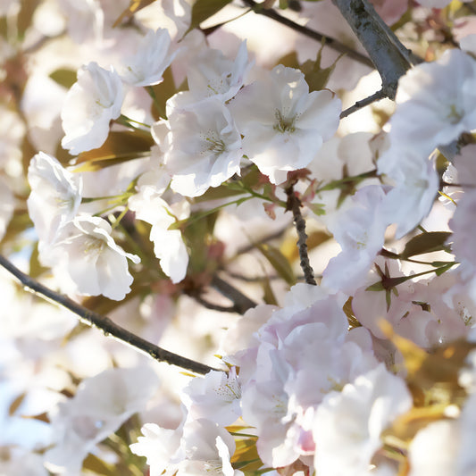 Zierkirsche 'Sunset Boulevard' - Bakker