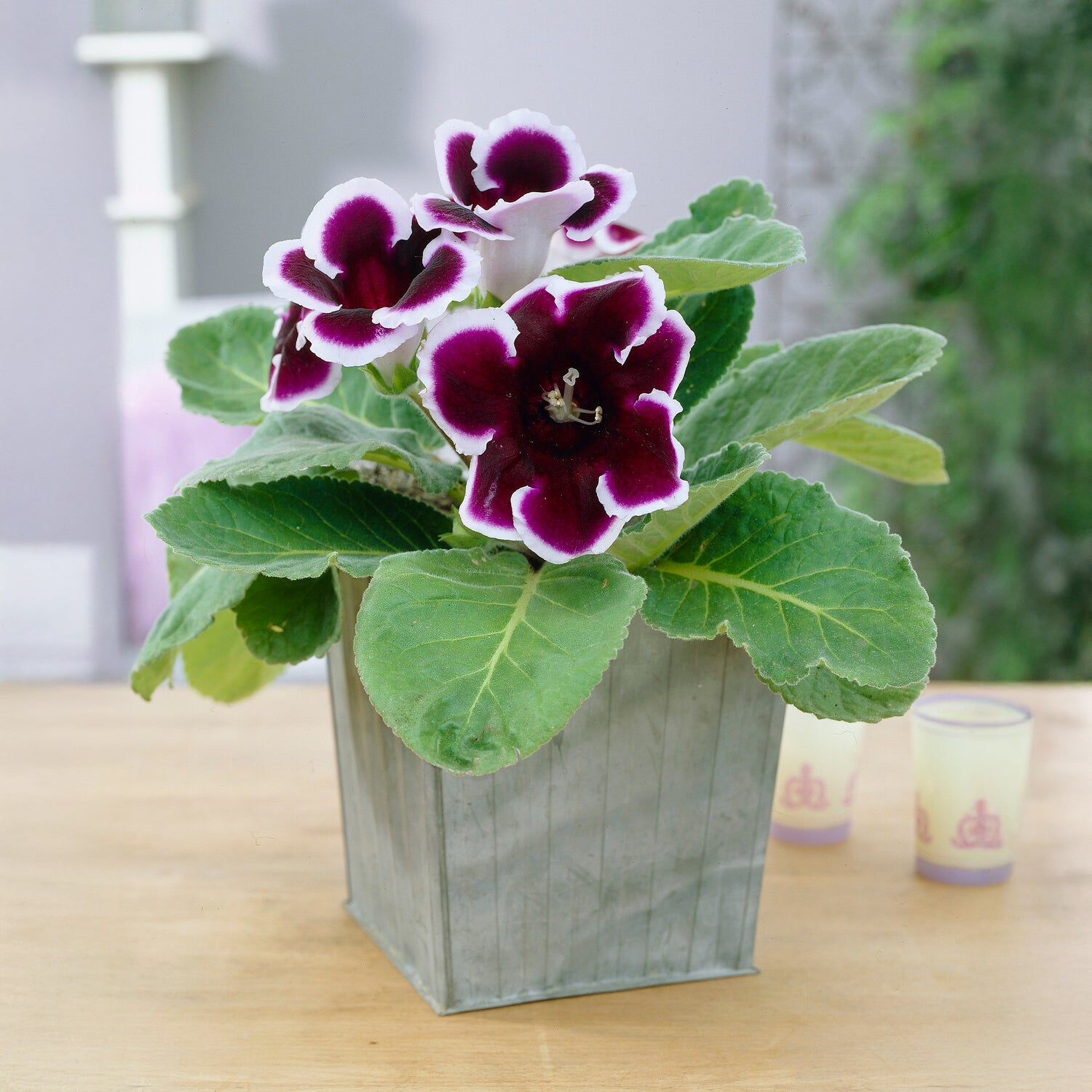 Blumenzwiebeln Gloxinie Wilhelm - Gloxinia speciosa Kaiser Wilhelm