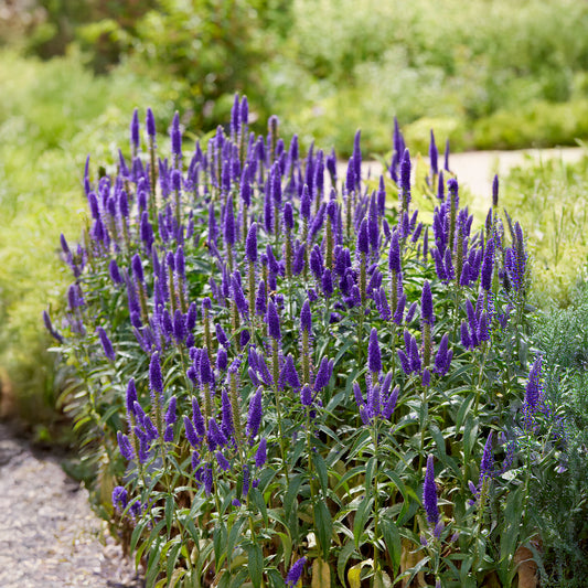 Scheinähriger Ehrenpreis Royal Candles - Bakker