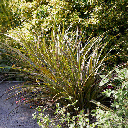 Astelia nervosa Westland - Bakker