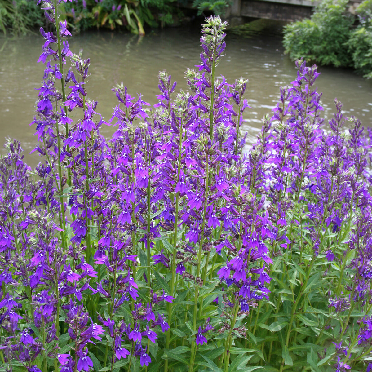 Lobelia gerardii Vedrariensis - Lobelie Vedrariensis - Blühende Stauden