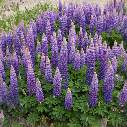 Lupine Persian Slipper - Bakker