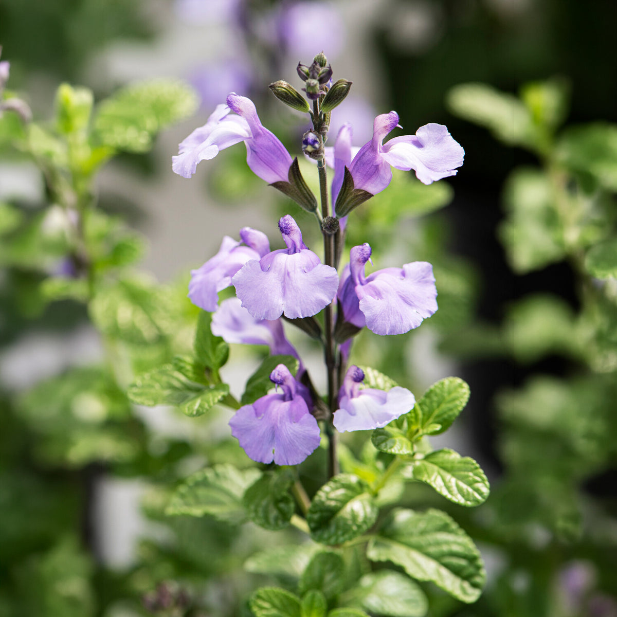 Ziersalbei So Cool Pale Blue - Salvia microphylla So Cool Pale Blue - Bakker
