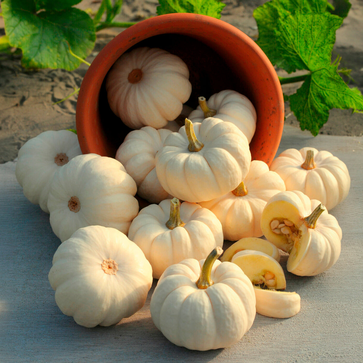 Samen für Kürbisse - Kürbis Baby Boo - Cucurbita pepo Baby Boo
