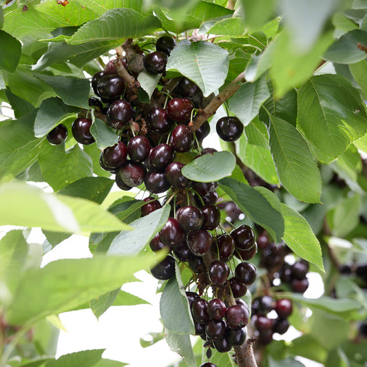Süßkirsche Regina - Bakker