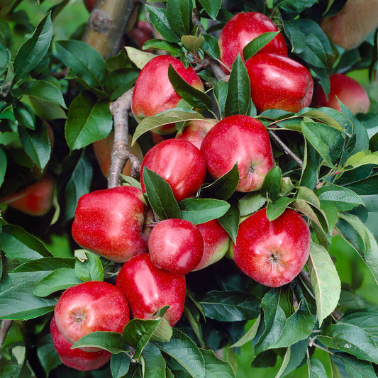 Apfel Gloster - Bakker