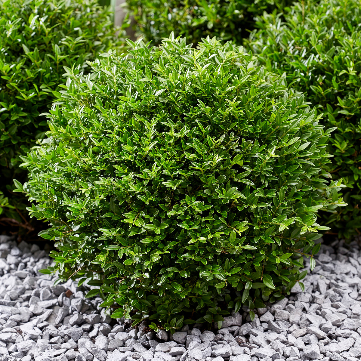 Heckenkirsche Green Breeze - Lonicera nitida Garden Clouds Green Breeze - Bakker