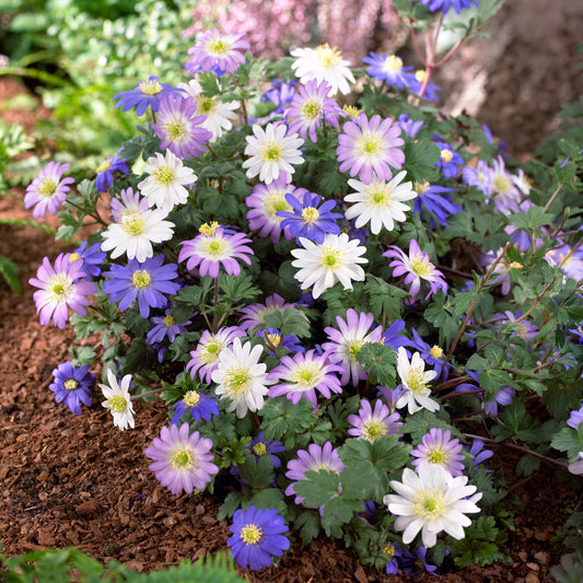 Anemone blanda Mischung - Bakker