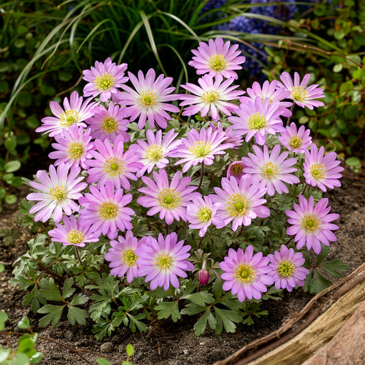 Anemone Pink Star - Bakker