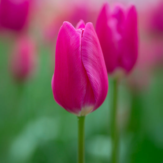 Triumph-Tulpe Ardour - Bakker
