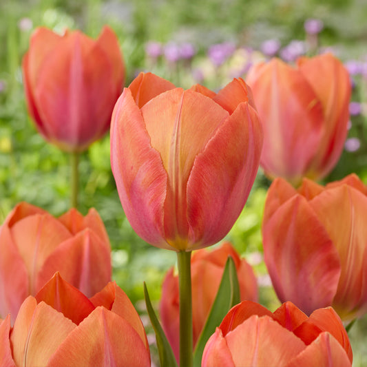 Darwin-Tulpe Apricot van Eijk - Bakker
